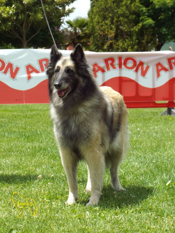 RE.CHCEPPB.CHE.Heide D�Aquivelt EXC 1 Clase Veteranos  BIS Veteranos